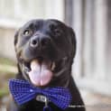 Photo of Vader (On Trial 28/3/15)~ Labrador, 10 Mnths
