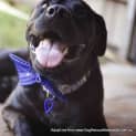 Photo of Vader (On Trial 28/3/15)~ Labrador, 10 Mnths