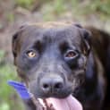 Photo of Vader (On Trial 28/3/15)~ Labrador, 10 Mnths