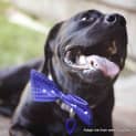Photo of Vader (On Trial 28/3/15)~ Labrador, 10 Mnths
