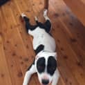 Photo of Kahlo ~ Staffy X, Male, 9 Mths (On Trial 28/3/15)