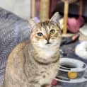 Photo of Penny