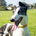 Photo of Lani ~ Greyhound (On Trial 9/5/15)