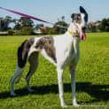 Photo of Lani ~ Greyhound (On Trial 9/5/15)