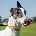 Photo of Lani ~ Greyhound (On Trial 9/5/15)