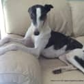 Photo of Lani ~ Greyhound (On Trial 9/5/15)