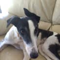 Photo of Lani ~ Greyhound (On Trial 9/5/15)