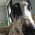 Photo of Lani ~ Greyhound (On Trial 9/5/15)
