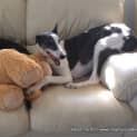 Photo of Lani ~ Greyhound (On Trial 9/5/15)