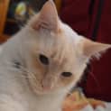 Photo of Gus   Kitten Kapers Rescue