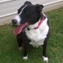Photo of Molly Is On Trial In Her New Home