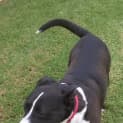Photo of Molly Is On Trial In Her New Home