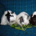 Photo of Shelly, Miss Piggie & Simone