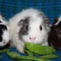 Photo of Shelly, Miss Piggie & Simone