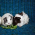 Photo of Shelly, Miss Piggie & Simone