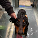 Photo of Dobermann Maya