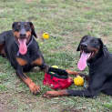 Photo of Dobermann Maya