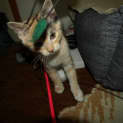 Photo of Savannah