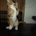Photo of Mystique