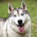 Photo of Kodi