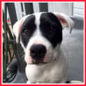 Photo of Kahlo ~ Staffy X, Male, 9 Mths (On Trial 28/3/15)