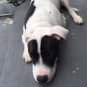 Photo of Kahlo ~ Staffy X, Male, 9 Mths (On Trial 28/3/15)