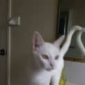 Photo of Angel