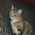 Photo of Gypsy