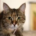 Photo of Gypsy