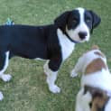 Photo of Colt *On Trial In His New Home*
