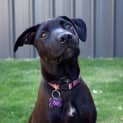 Photo of Izzy Dl819