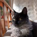 Photo of Salem