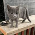 Photo of Pepper