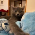 Photo of Pepper