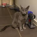 Photo of Pepper