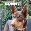 Photo of Bonny