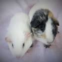 Photo of Oobi And Ritsu