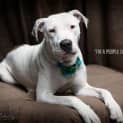 Photo of Dewberry