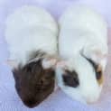 Photo of Turbo And Racer