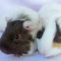 Photo of Turbo And Racer