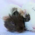 Photo of Turbo And Racer