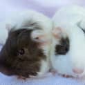 Photo of Turbo And Racer