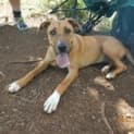 Photo of Missy (At Rspca Big Adopt Day Sept 19 Brisbane)