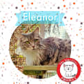 Photo of Eleanor *9 Lives Project Rescue*