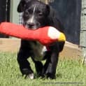 Photo of Jai ~ Great Dane X Mastiff (Trial 3/4/15)