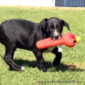 Photo of Jai ~ Great Dane X Mastiff (Trial 3/4/15)