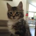 Photo of Mork (Located In Eltham)