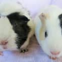 Photo of Nova And Trinity