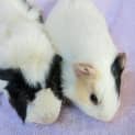 Photo of Nova And Trinity