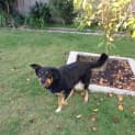 Photo of Eddie ~ Smart, Friendly Kelpie (On Trial 6/5/15)